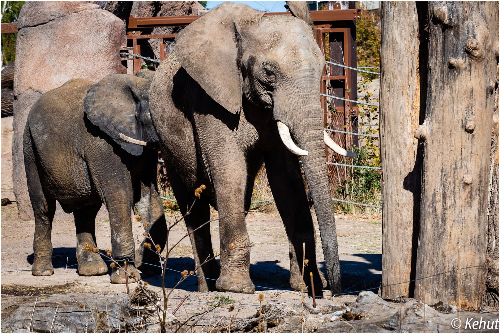 Im (Gänse-) Elefantenmarsch ... - Zoo Magdeburg