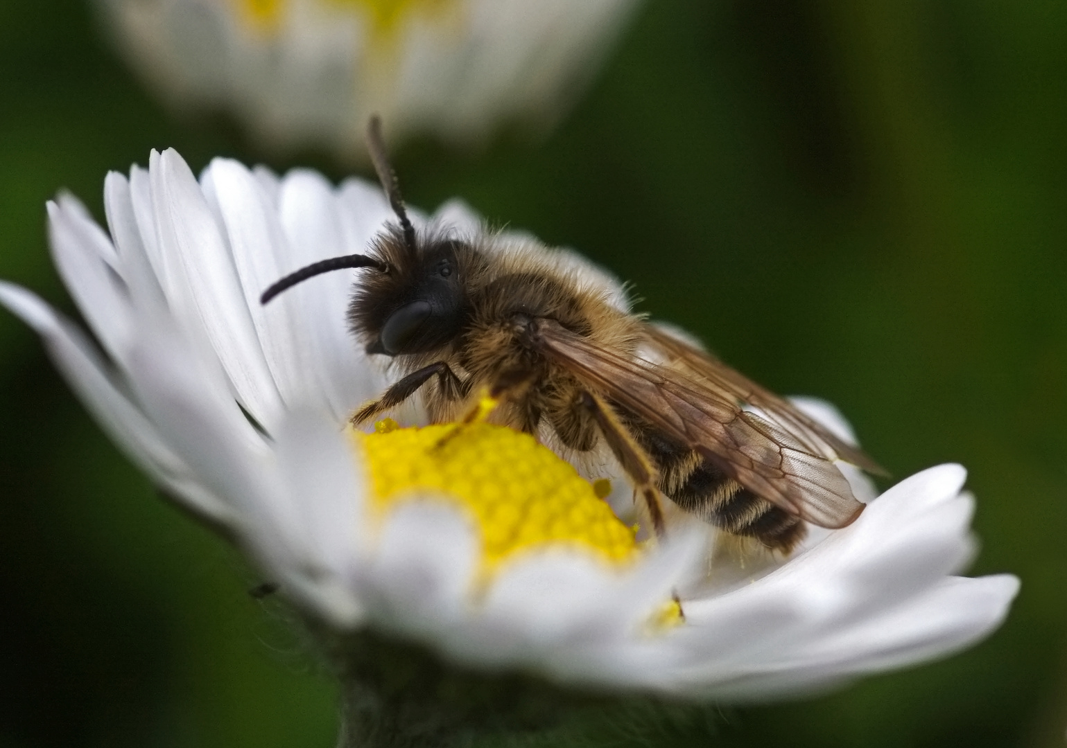 Im Gänseblümchen