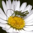 Im Gänseblümchen