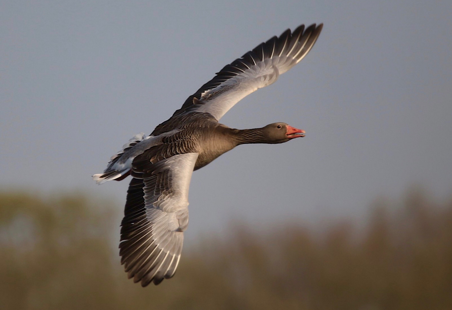 Im Gänseflug