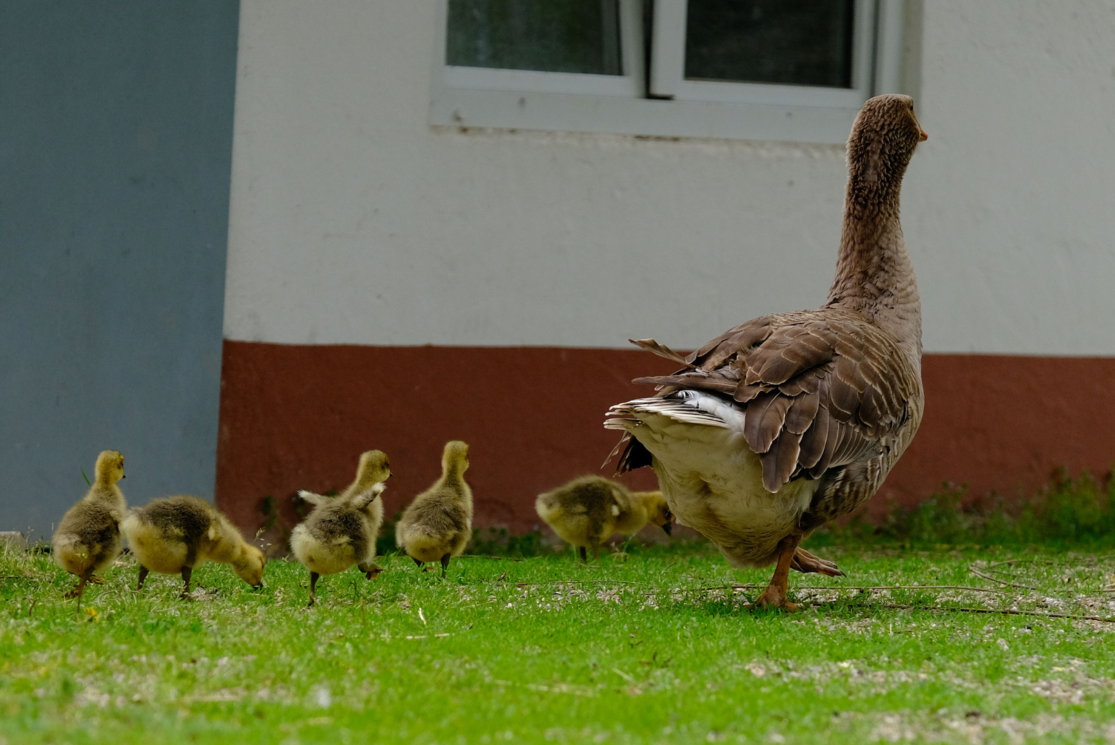 Im Gänsemarsch