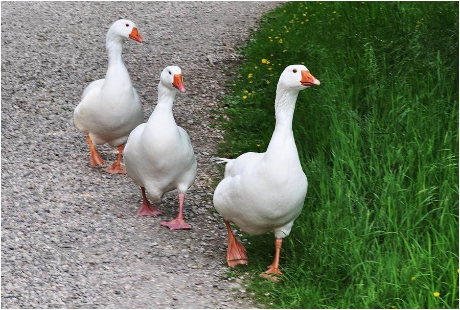 Im Gänsemarsch ........