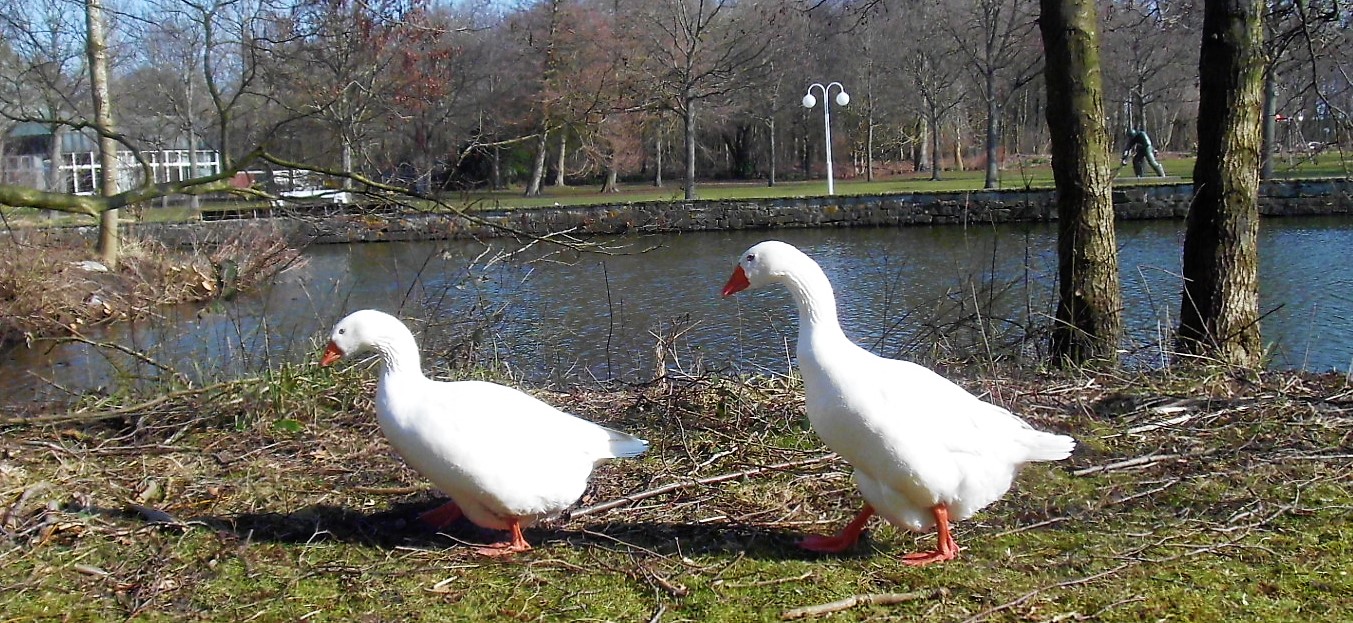 Im Gänsemarsch