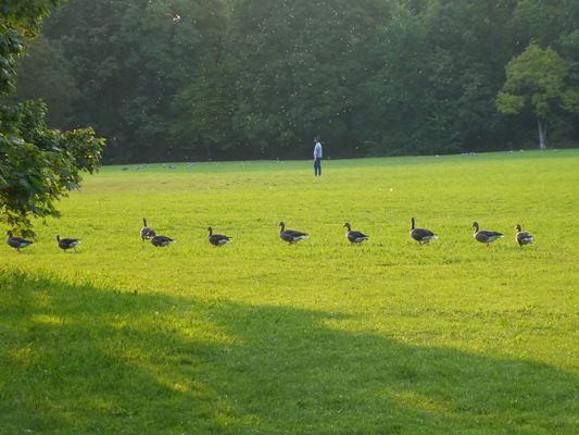 Im Gänsemarsch....