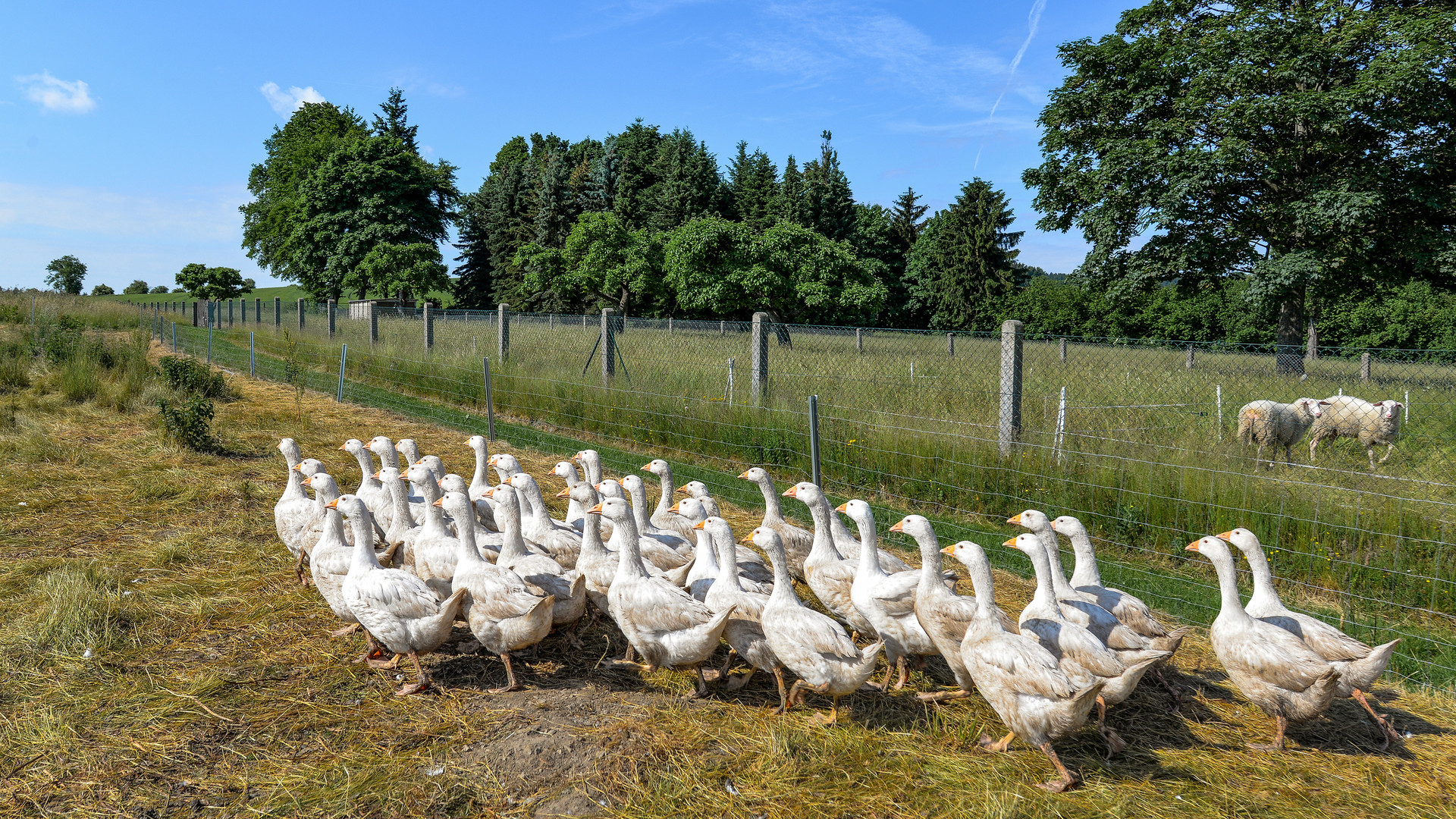 Im Gänsemarsch