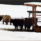 Im Gänsemarsch freudig im Schnee unterwegs...