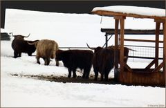 Im Gänsemarsch freudig im Schnee unterwegs...