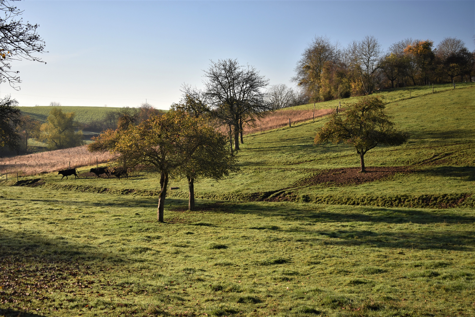 Im Galopp auf die Weide