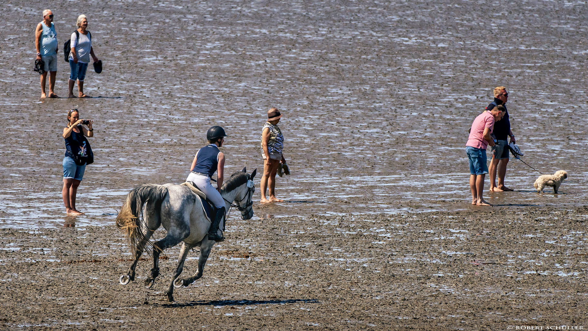 Im Galopp durch das Wattenmeer