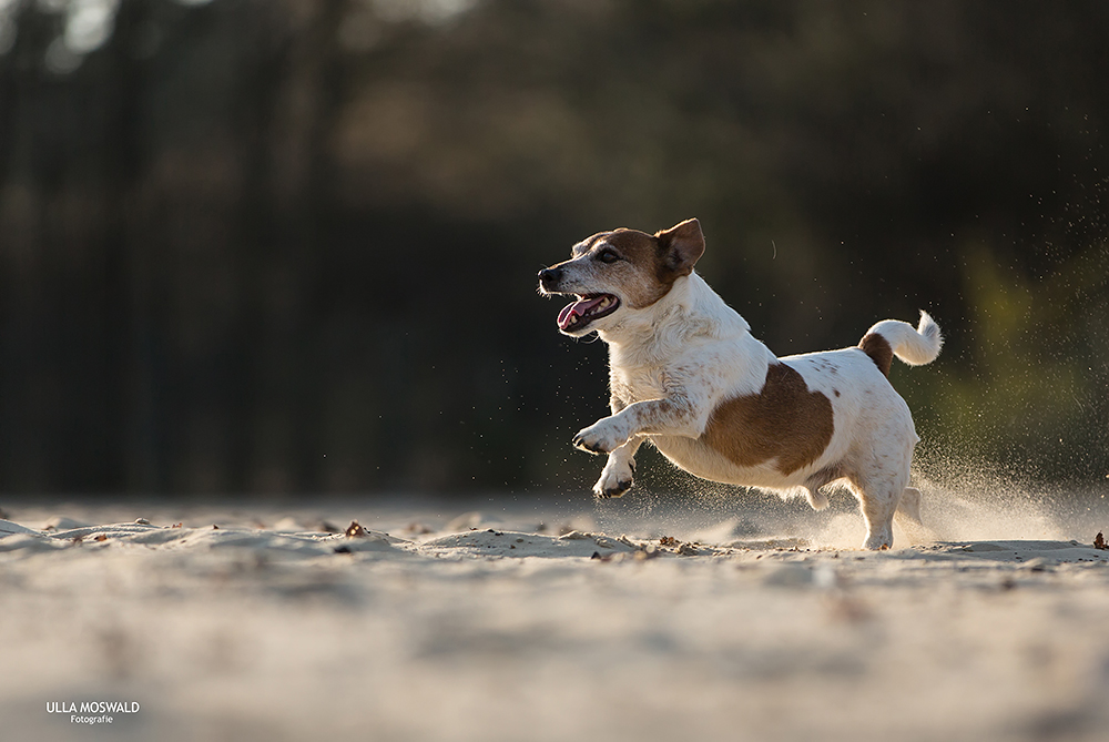 ...im Galopp durch den Sand...