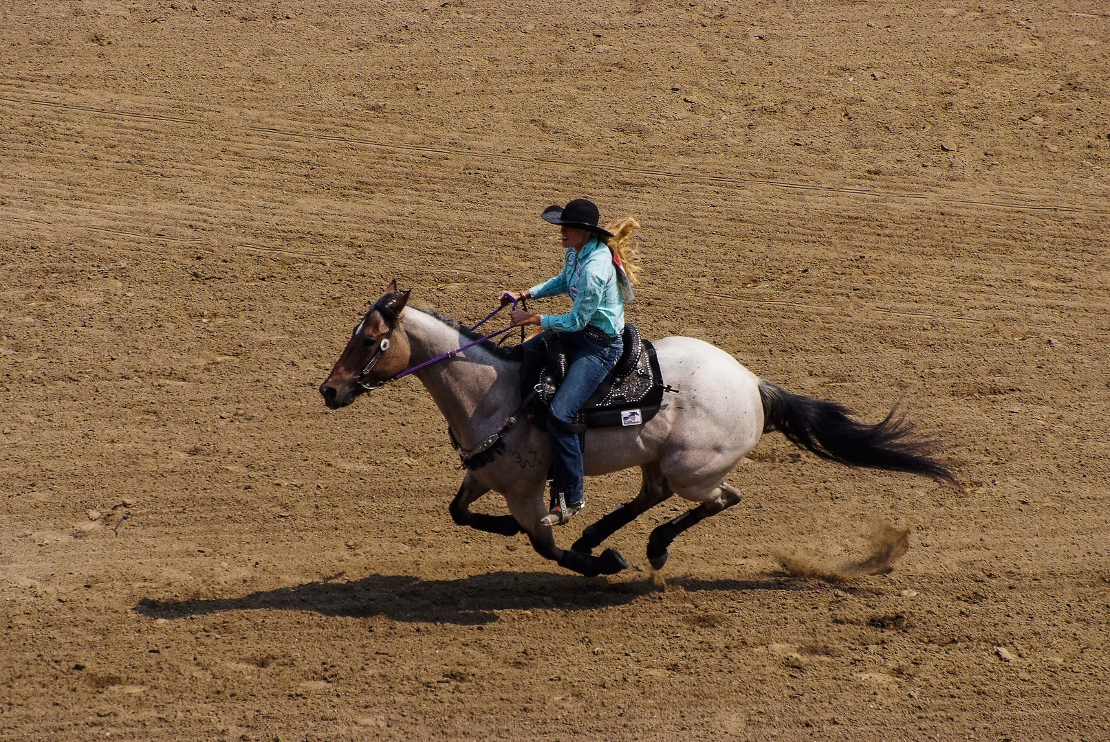 Im Galopp durch die Arena