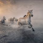 im Galopp durch die Camargue