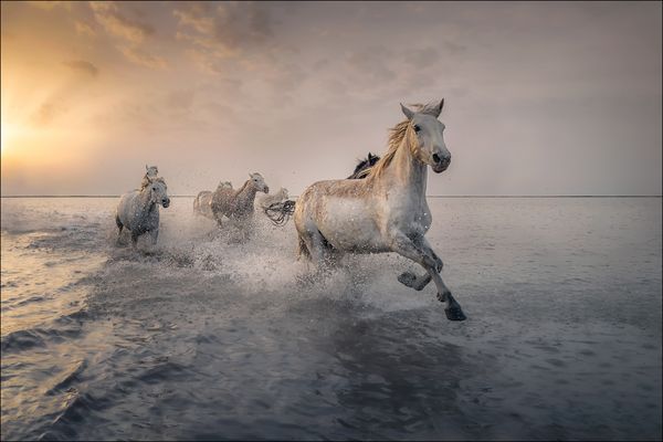 im Galopp durch die Camargue