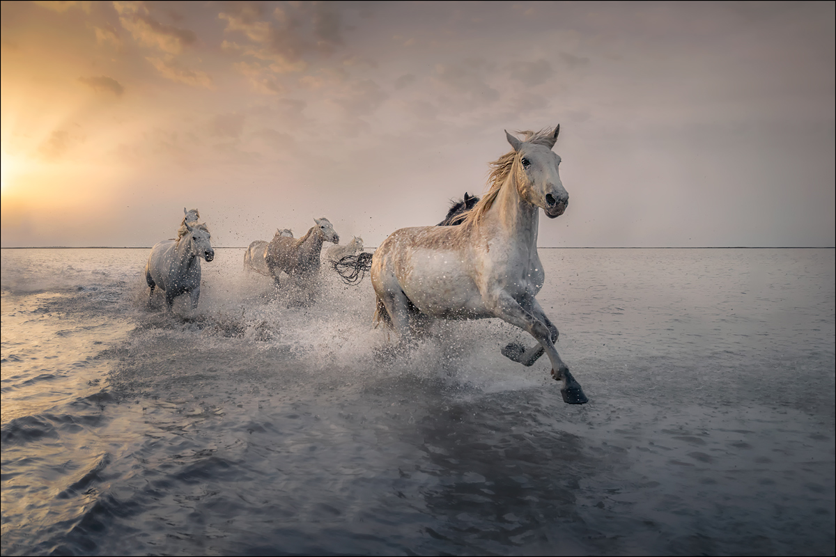 im Galopp durch die Camargue