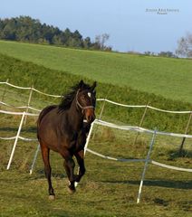 "Im Galopp ins Jahr **2012**"