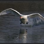 IM GALOPP... über das Wasser