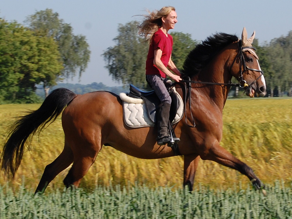 Im Galopp über die Felder