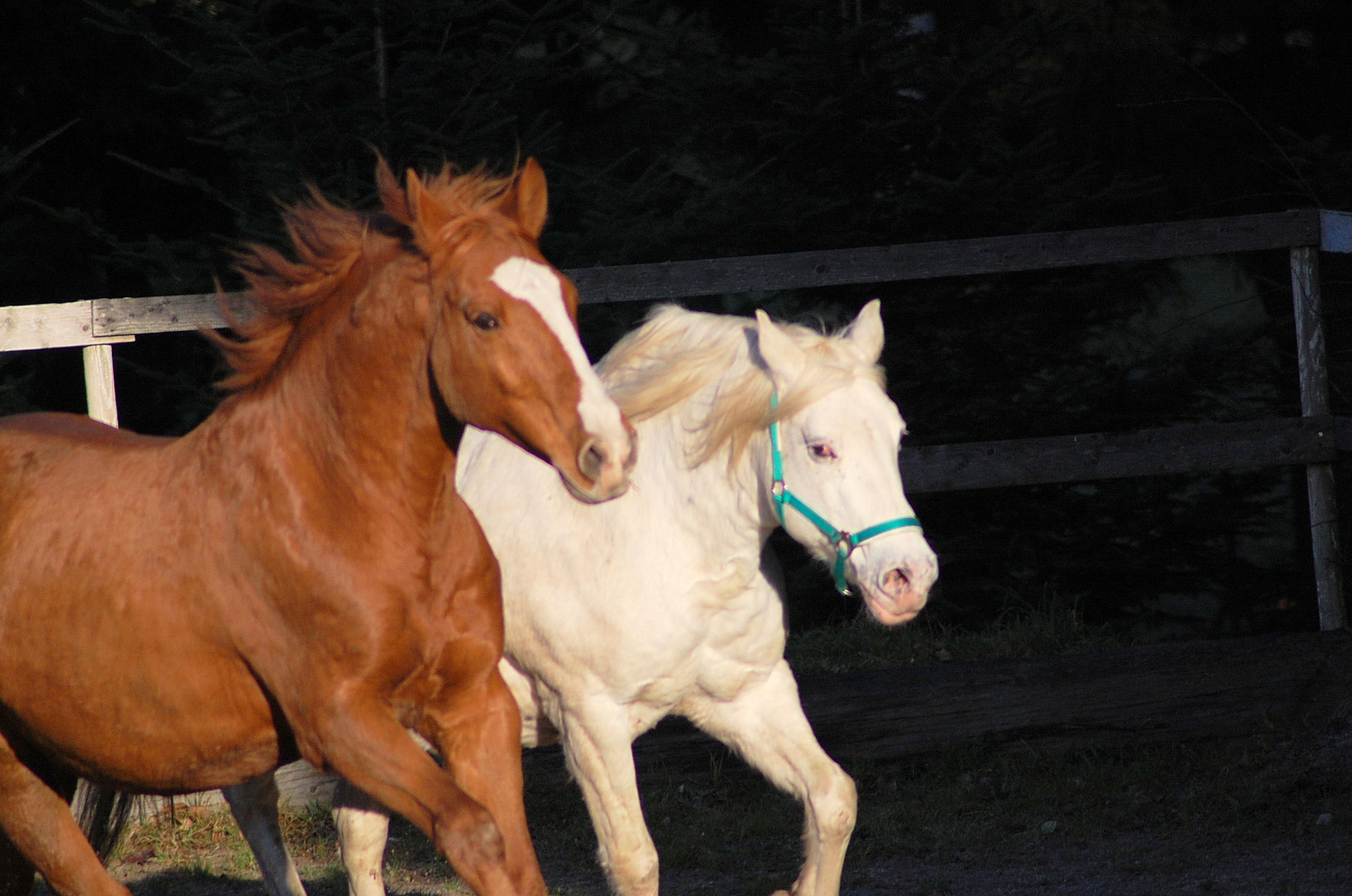 Im Galopp um die Ecke