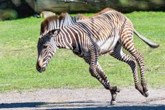 Im Galopp um die Kurve