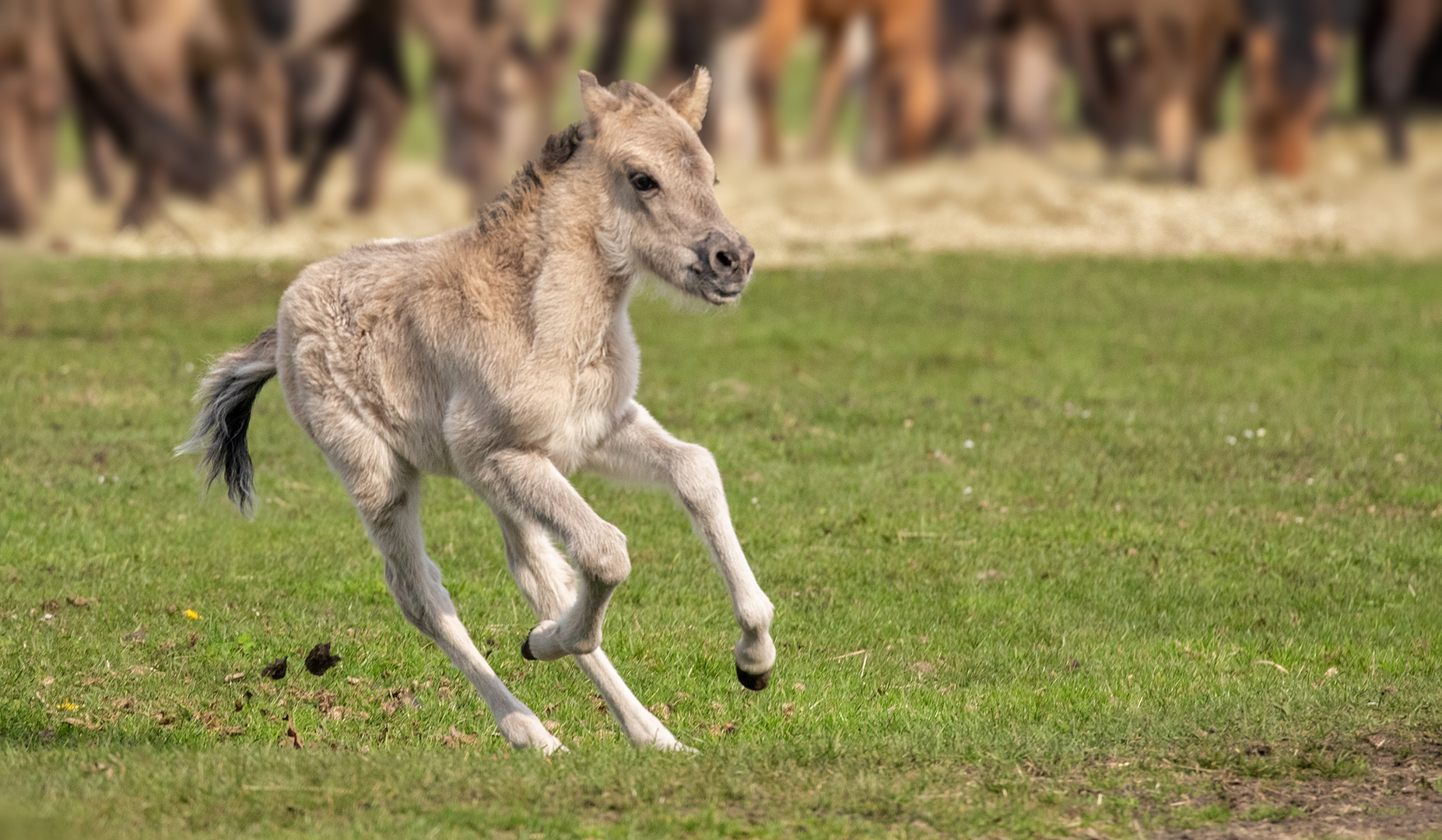 Im Galopp verloren