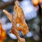 Im ganzen Garten blüht und knospet es schon...