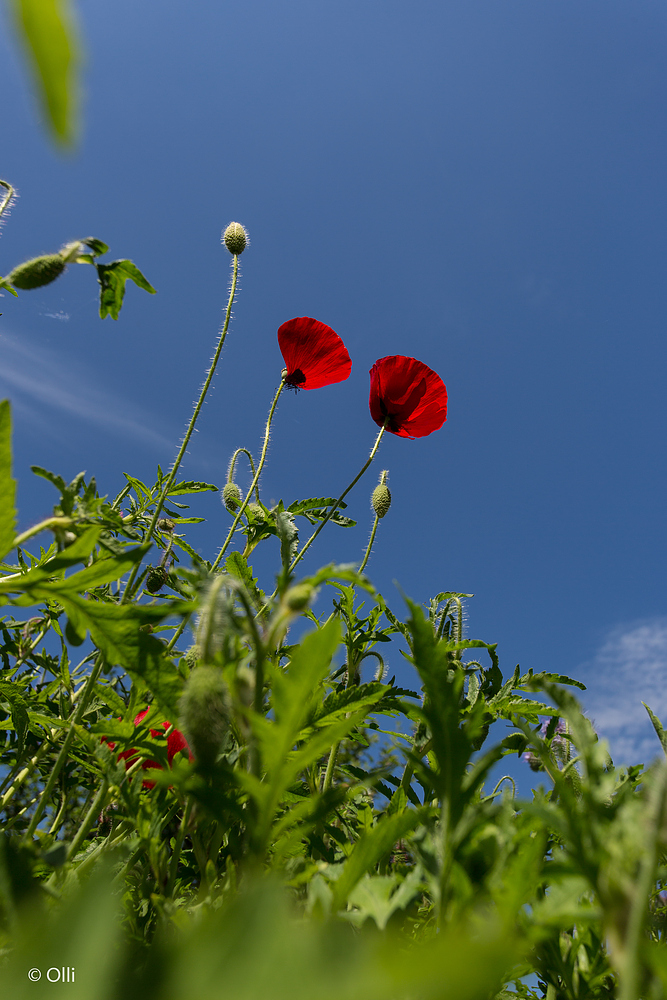 Im Garten ...