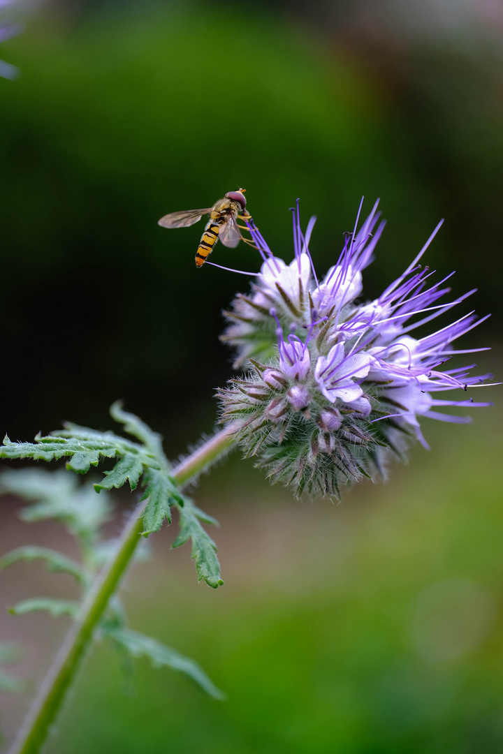 Im Garten