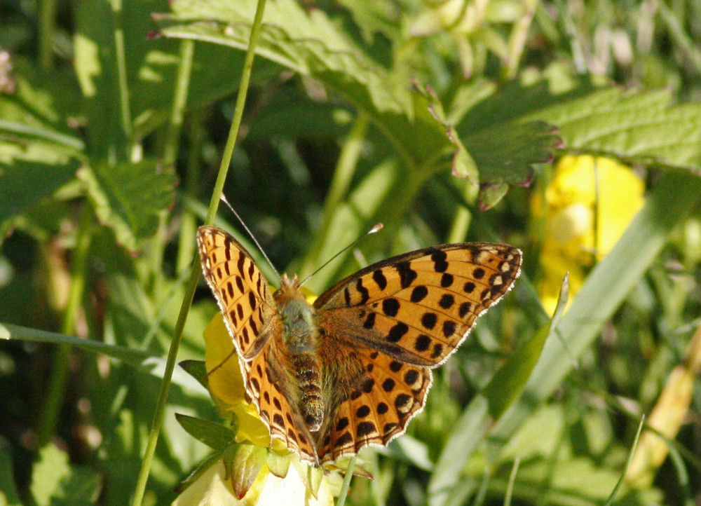 Im Garten 1