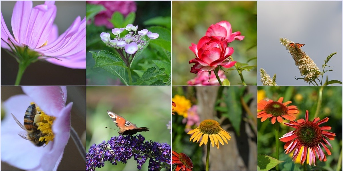 im Garten Foto &amp; Bild natur, pflanzen, schmetterling