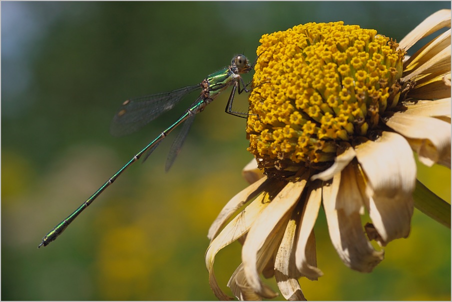 Im Garten