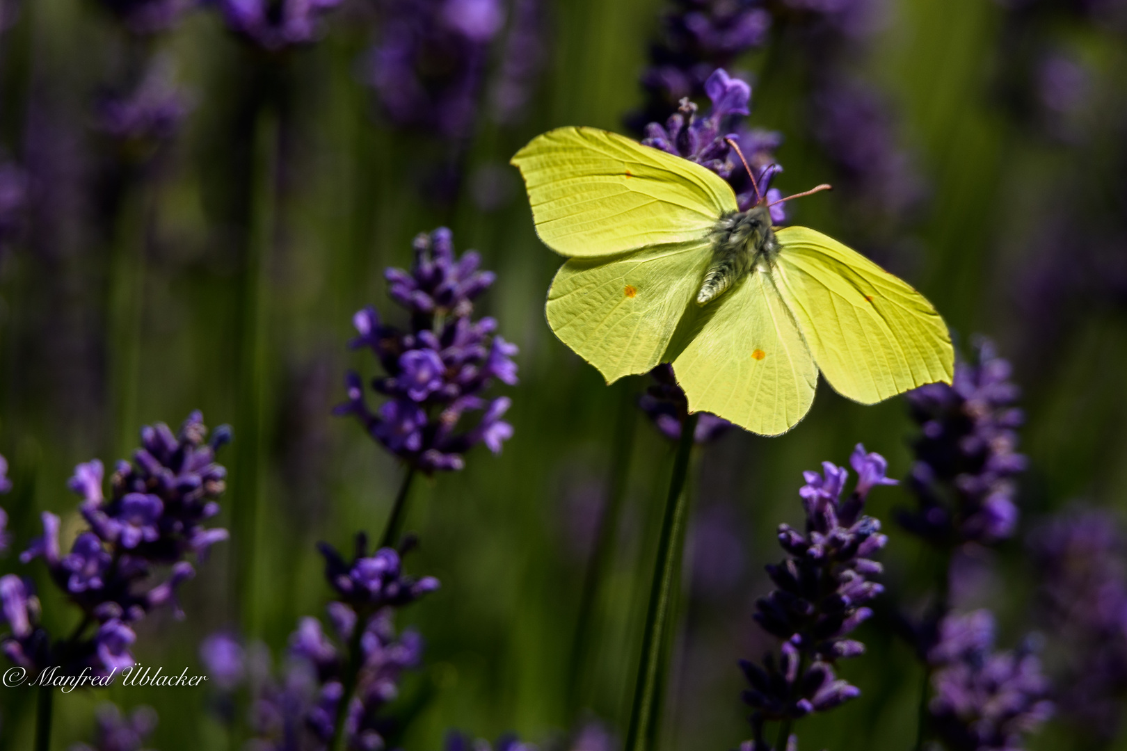 im Garten ...