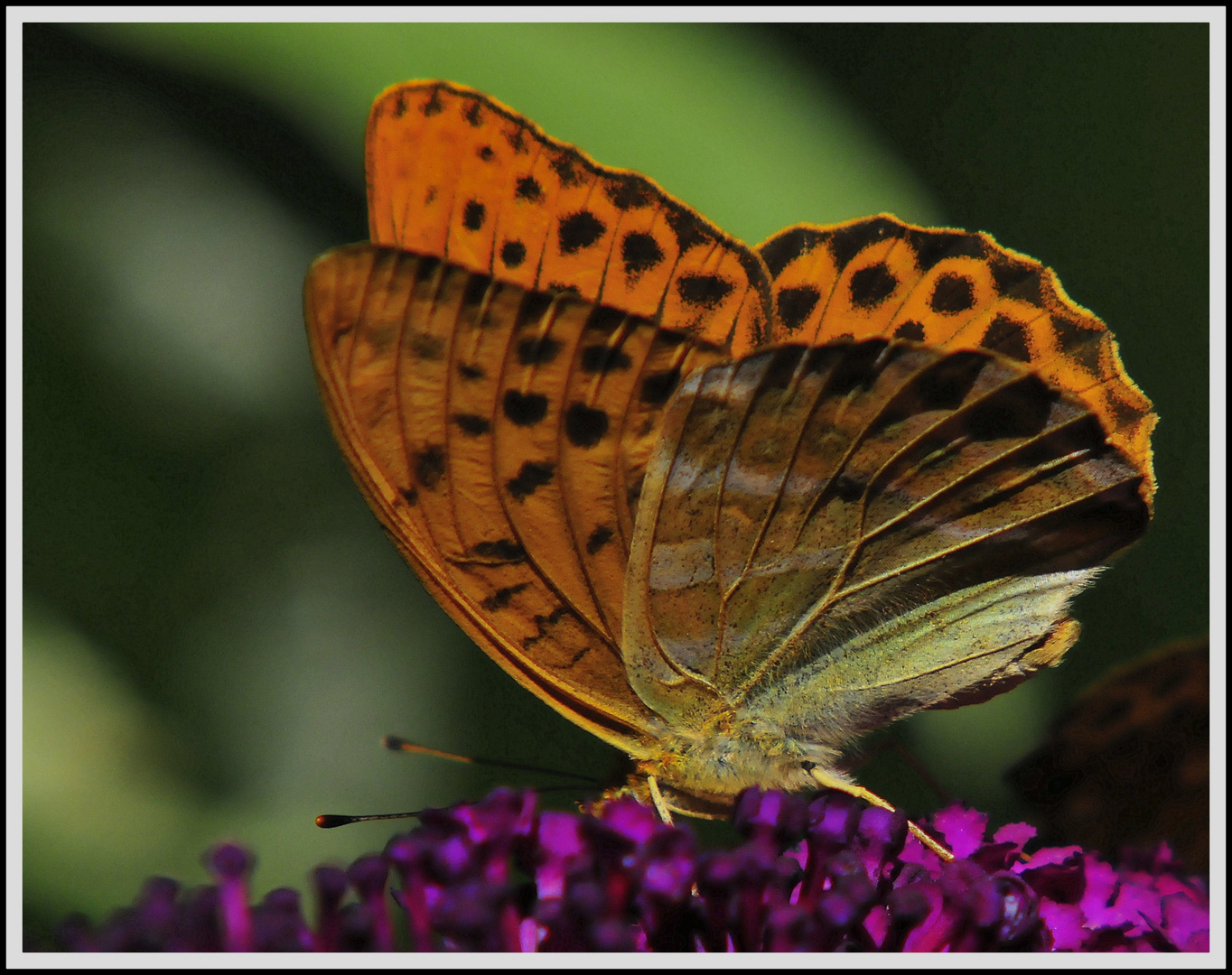 IM GARTEN 2 Foto & Bild tiere, natursommer, natur Bilder auf