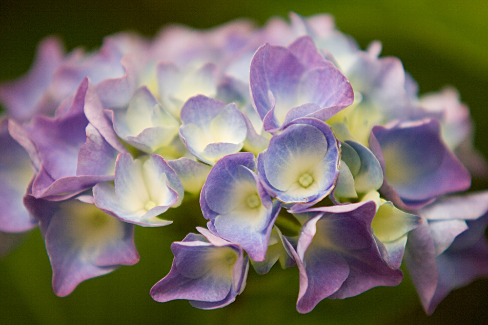 Im Garten (2) - Hortensie