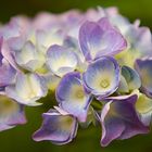 Im Garten (2) - Hortensie