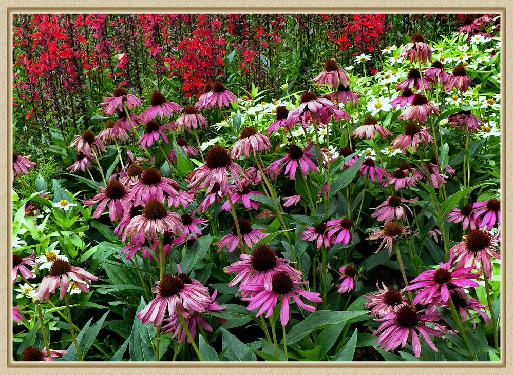 Im Garten 21.Sonnenhut  im Park 