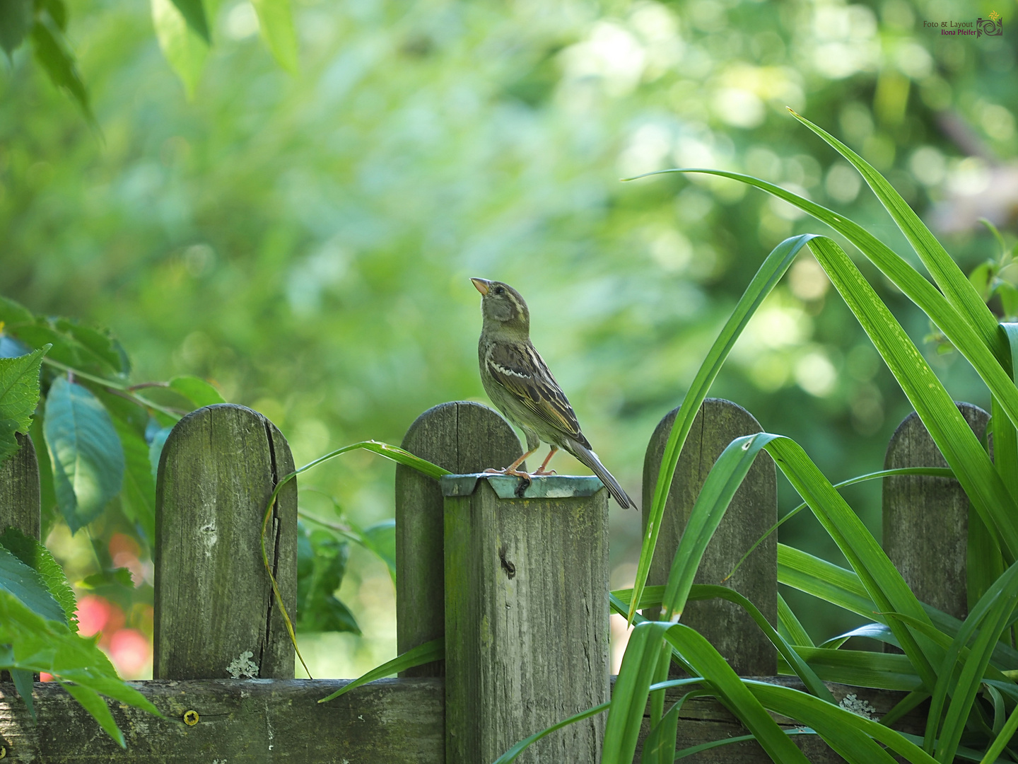 Im Garten