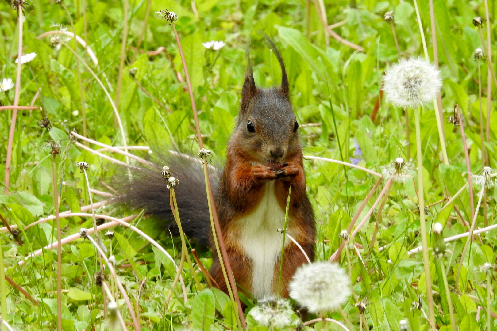 im Garten Foto & Bild eichhörnchen, mai, nager Bilder