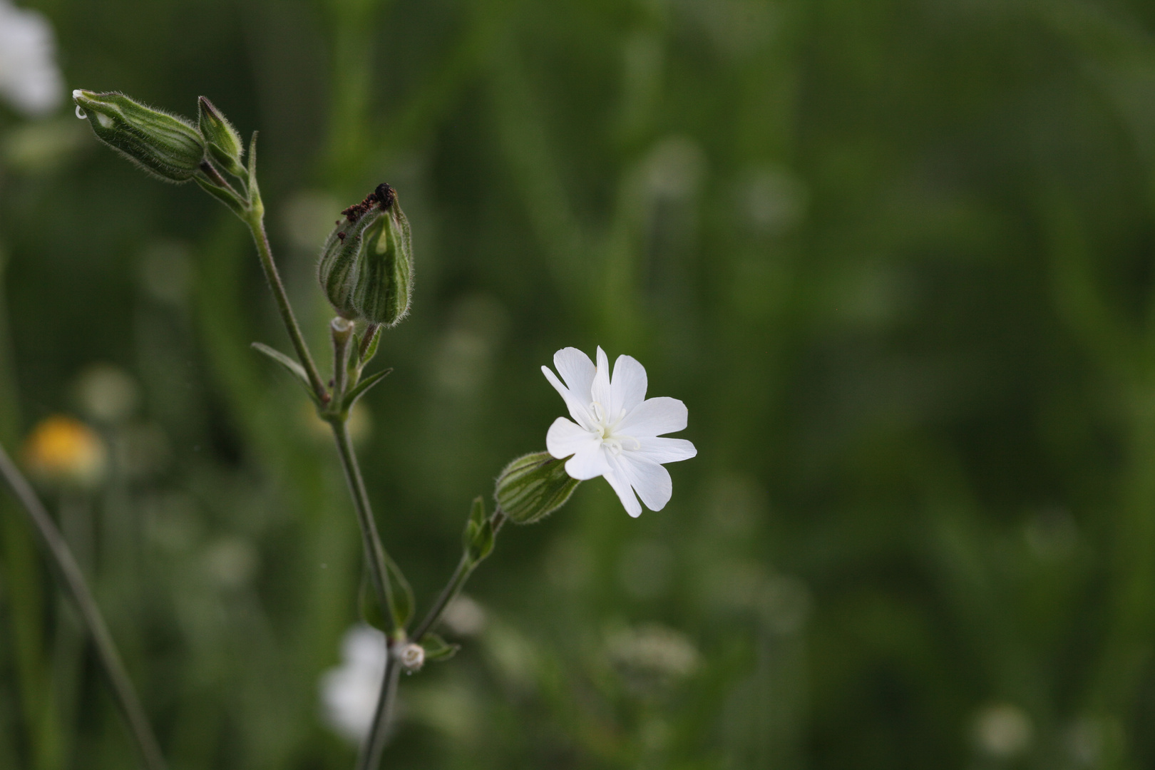 im Garten