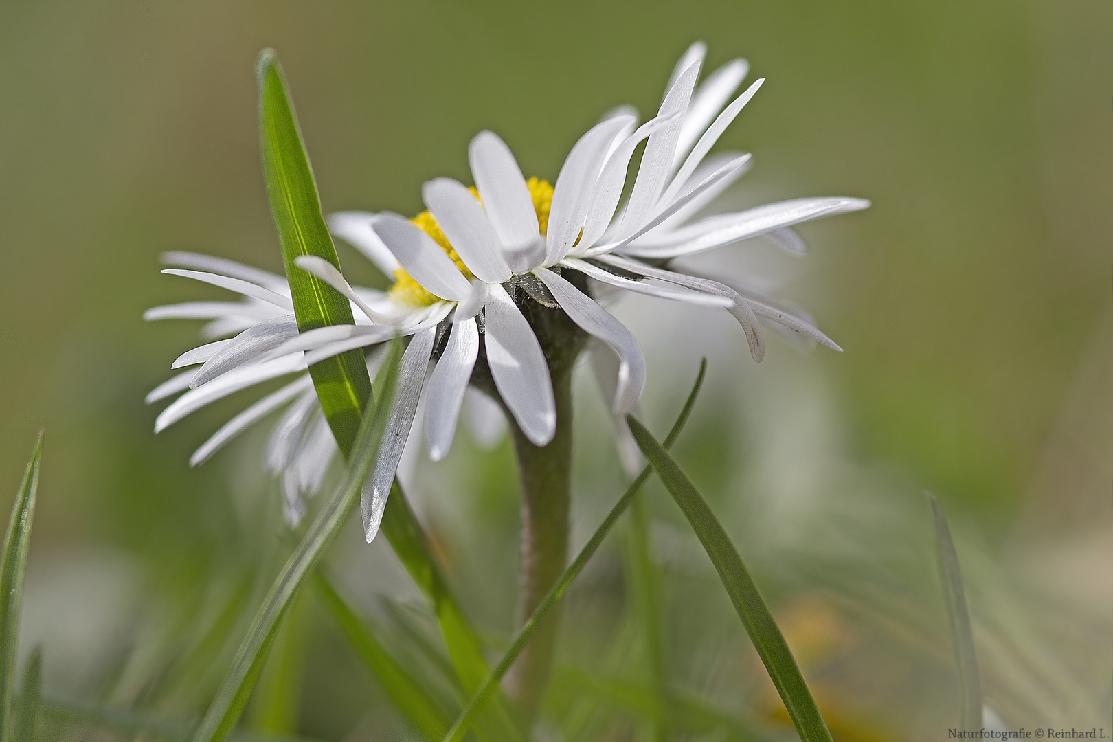 Im Garten 3 