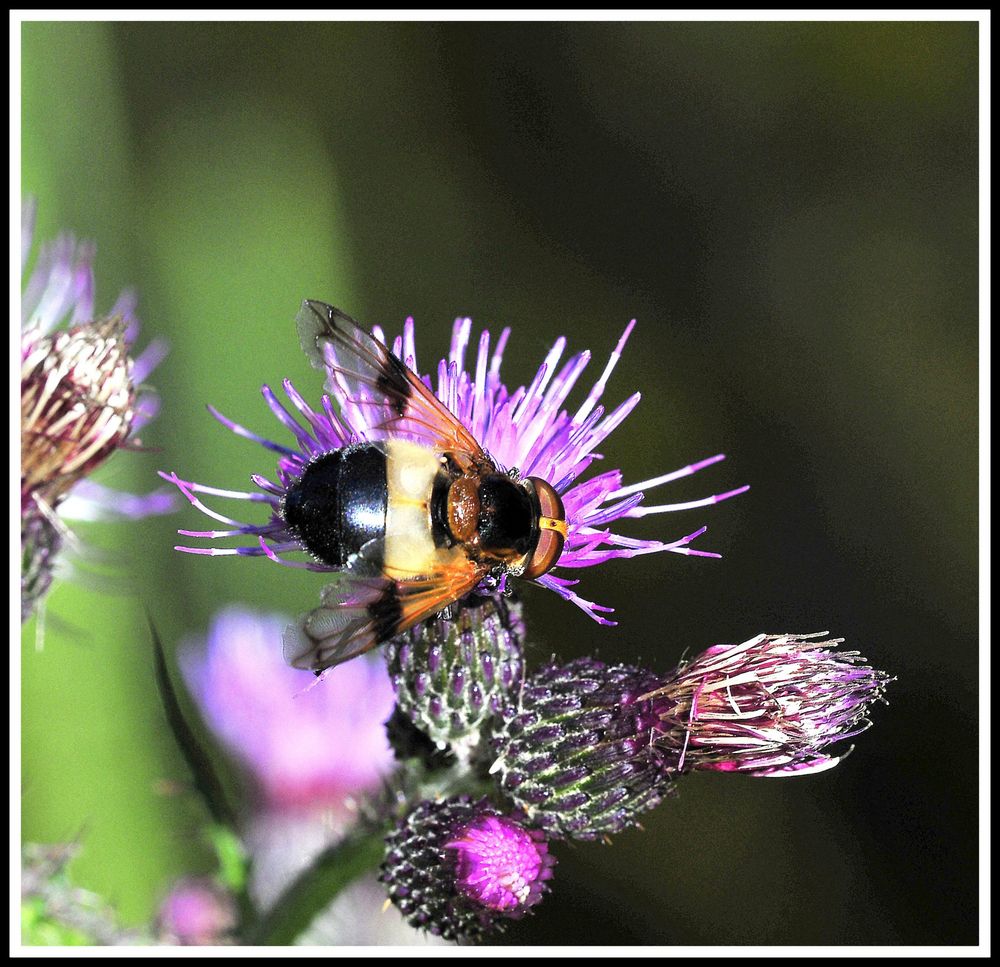 IM GARTEN 3 Foto & Bild tiere, natursommer, natur Bilder auf