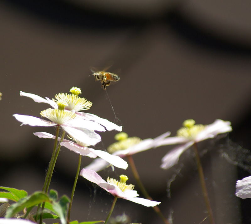 Im Garten 3 - Biene in Schwierigkeiten