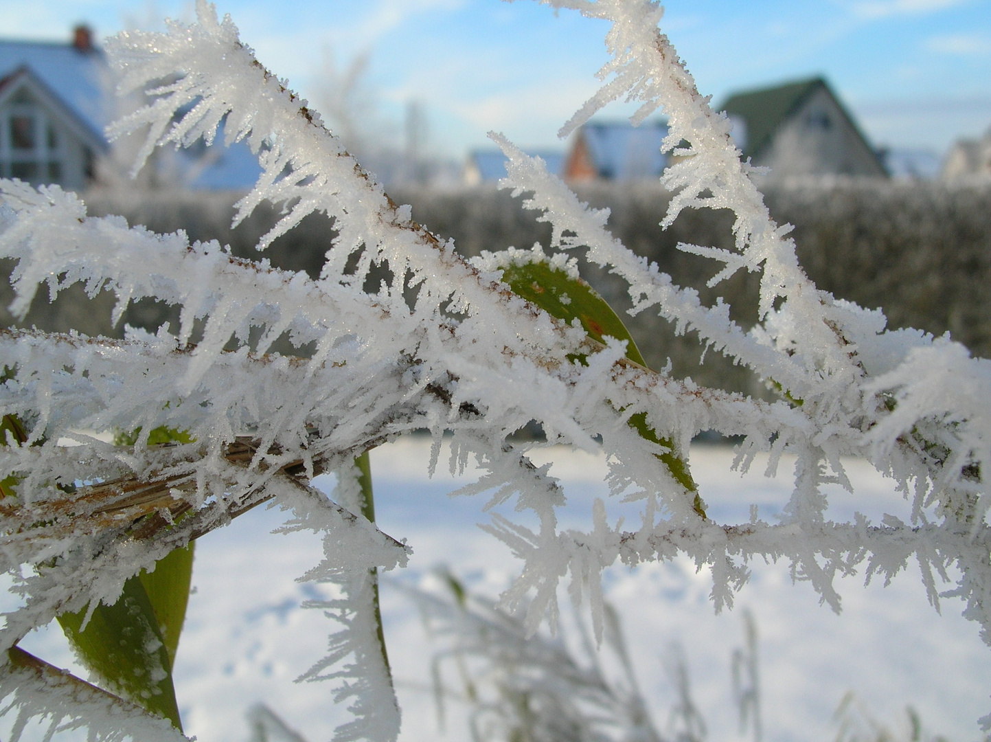 Im Garten #3