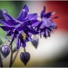 im Garten