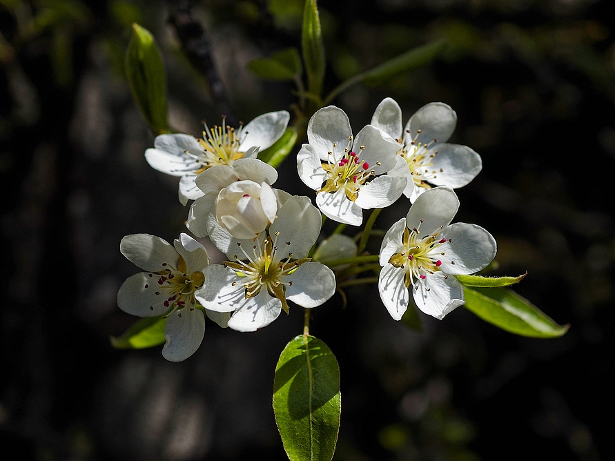 im Garten