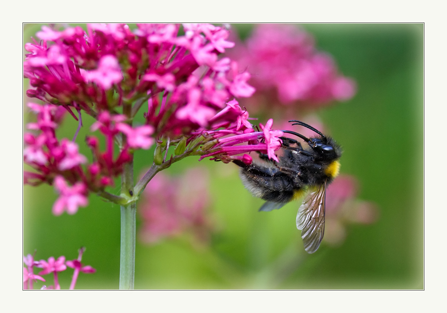 im Garten