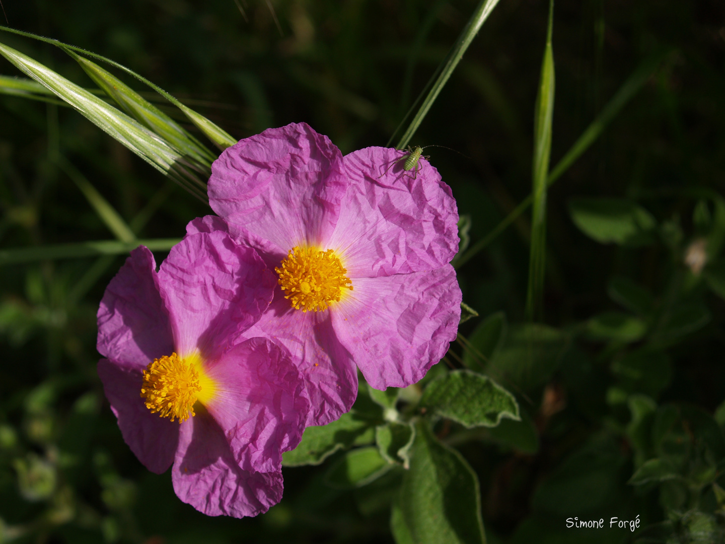 Im Garten