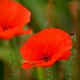 Im Garten (4) - Mohn