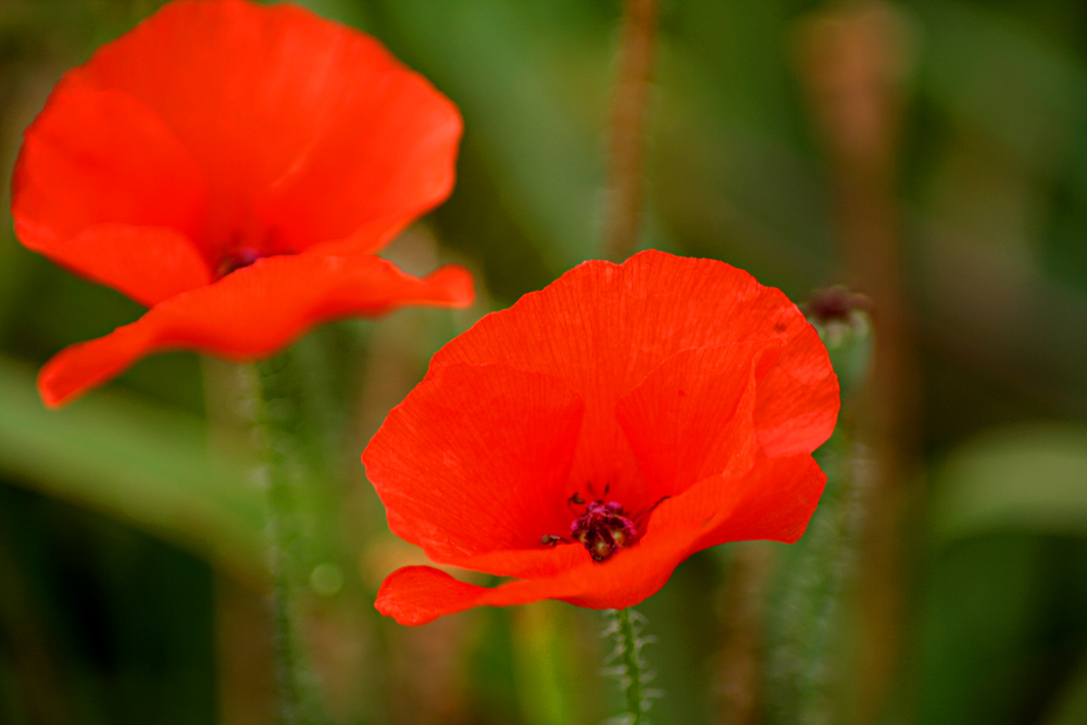 Im Garten (4) - Mohn