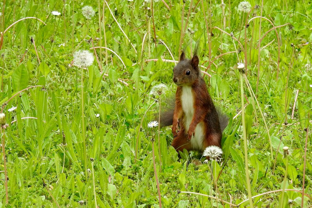 im Garten