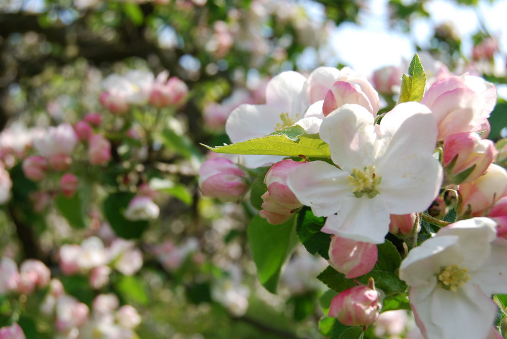 Im Garten.